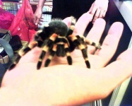 image of tarantula