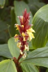 image of flower