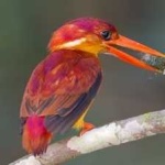 image of rufous_kingfisher #28