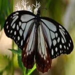 image of animal