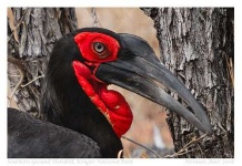 image of hornbill