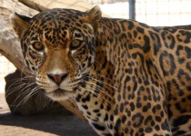 image of jaguar_car