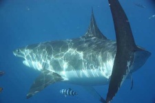 image of great_white_shark #4