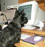 image of scotch_terrier