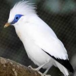 image of bird