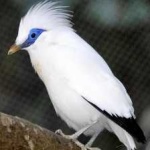 image of bali_starling #9