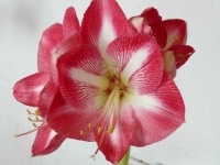 image of flower
