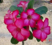image of flower