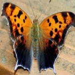 image of animal