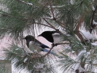 image of magpie