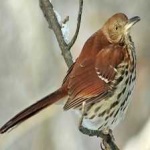 image of bird