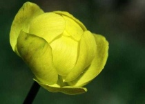 image of flower
