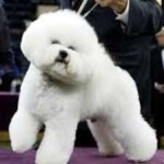 image of animal