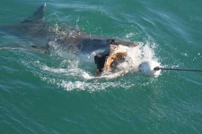 image of great_white_shark