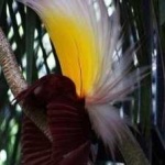image of bird