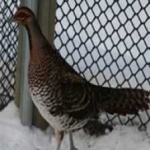 image of bird
