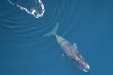 image of animal