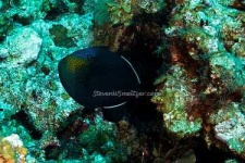 image of rock_beauty