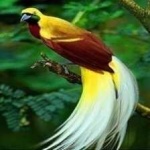 image of bird