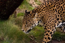 image of jaguar_car