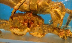 image of king_crab #0