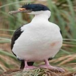 image of bird