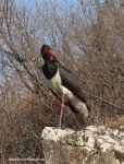 image of black_stork