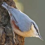 image of crested_nuthatch #6