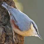 image of bird