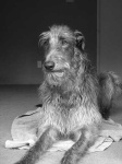 image of scottish_deerhound #19