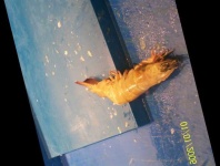 image of fish