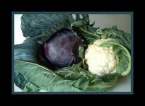 image of cauliflower