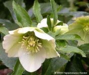 image of lenten_rose #0