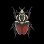 image of animal