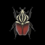 image of beetle #50