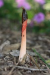 image of stinkhorn