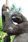 image of three_toed_sloth