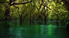 image of swamp