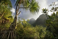 image of jungle