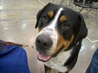 image of greater_swiss_mountain_dog