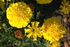 image of flower