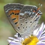 image of animal