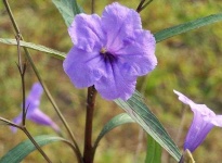 image of mexican_petunia #32