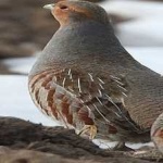 image of bird