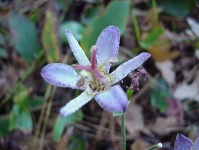 image of flower