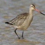 image of bird