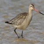 image of bar_tailed_godwit #19