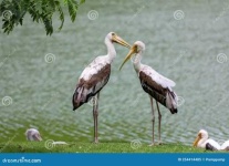 image of stork