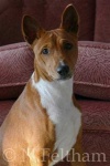 image of basenji