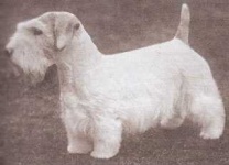 image of sealyham_terrier